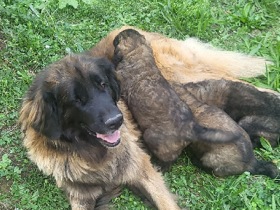 Sandra Garcia - Leonberger - Portée née le 01/09/2023